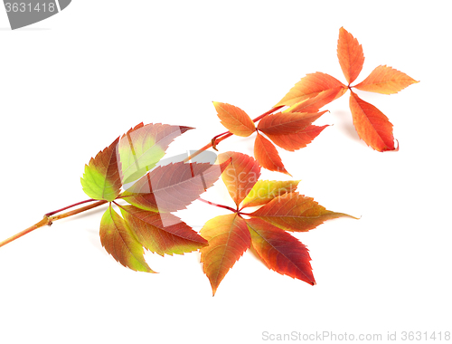 Image of Multicolor autumn twig of grapes leaves on white