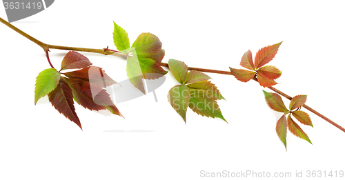Image of Multicolor twig of grapes leaves on white