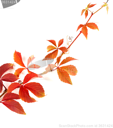 Image of Twig of autumnal grapes leaves on white