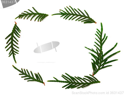 Image of Thuja branchs on white with copy space