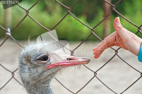 Image of Woman hand and ostrich 