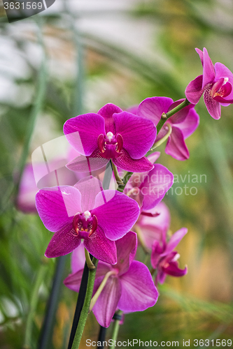 Image of orchids at botanical garden