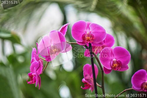 Image of orchids at botanical garden