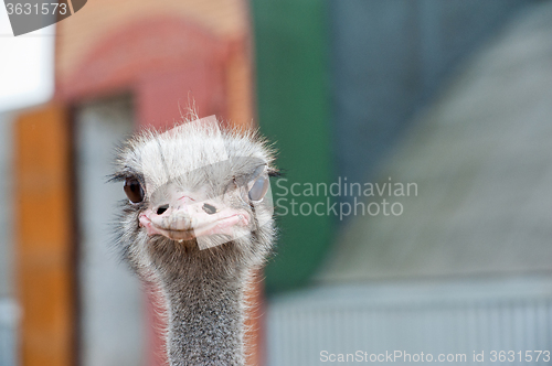 Image of Portrait of an ostrich 