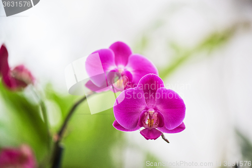 Image of orchids at botanical garden