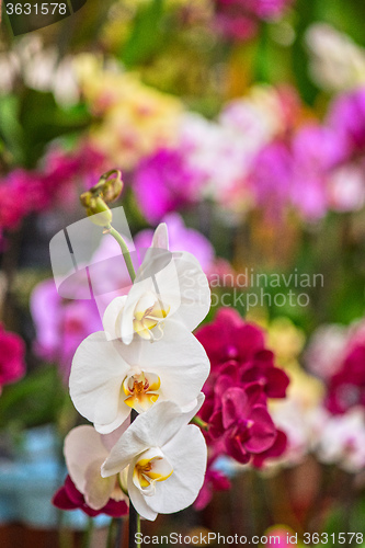 Image of orchids at botanical garden