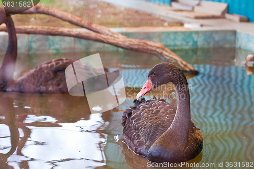 Image of Swimming black swan