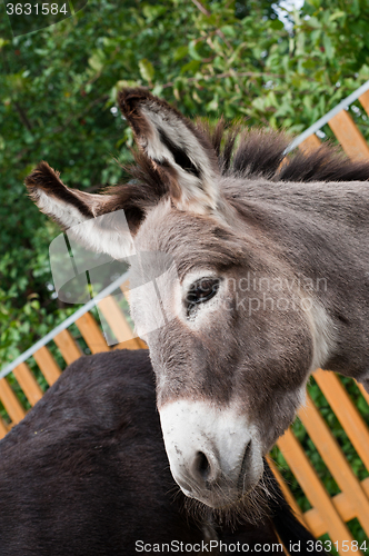 Image of Donkey closeup portrait 