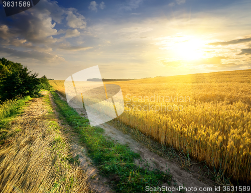 Image of Wheat under sunlight