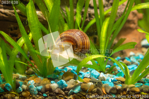 Image of Striped brown snail crawling on a leaf Ampularia eel