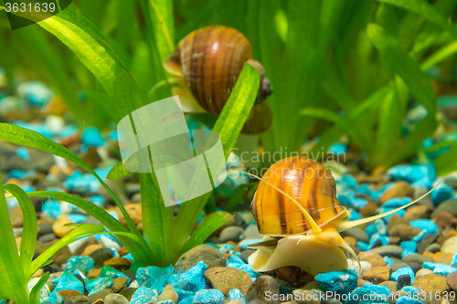 Image of Two big snails in the aquarium Ampularia