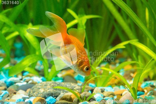 Image of Goldfish in the ground looking for food in aquarium