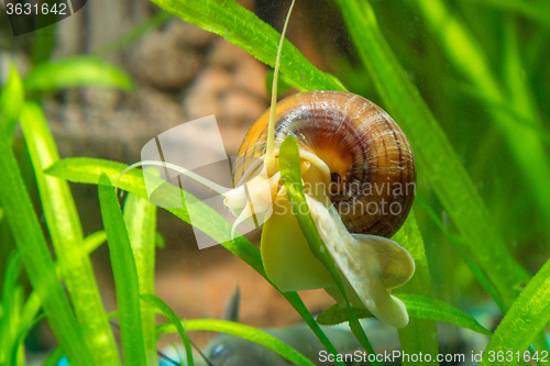 Image of Ampularia snail crawling on a leaf aquarium plants