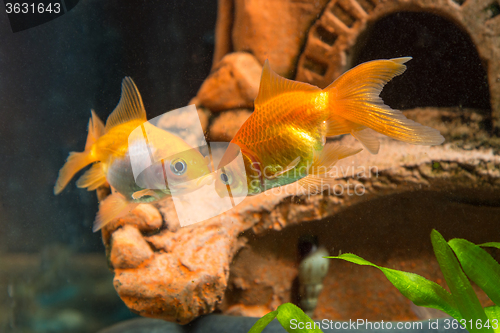 Image of Two goldfish in the background cave in the aquarium