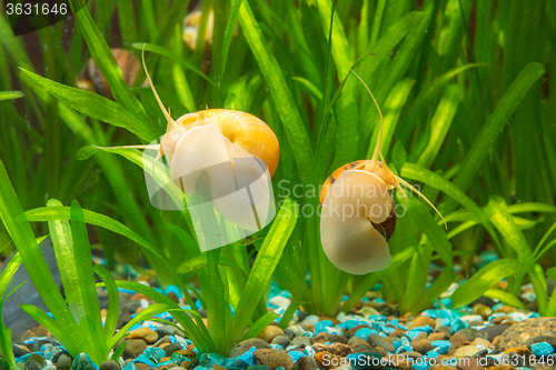 Image of Two big snails in the aquarium Ampularia