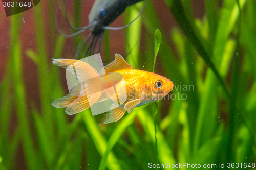 Image of Goldfish in an aquarium, with the background Stinging catfish and plants