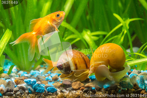 Image of A goldfish swims by two snails Ampularia