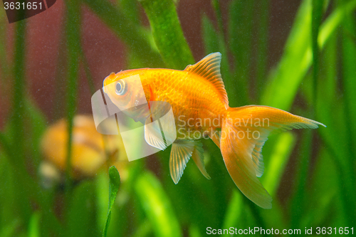 Image of A goldfish in a tank with dirty water