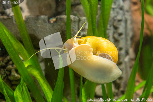 Image of Adult Ampularia snail crawling on the glass of the aquarium