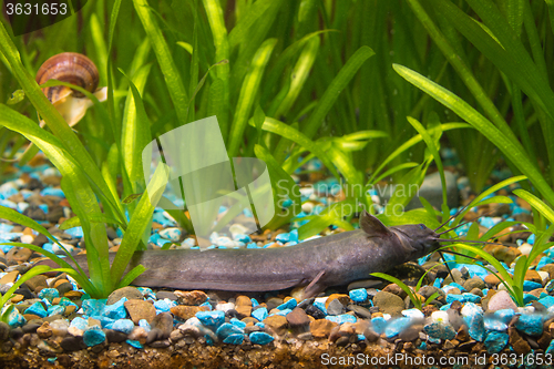 Image of Stinging catfish lies on the ground of the aquarium