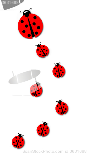 Image of Many Ladybugs