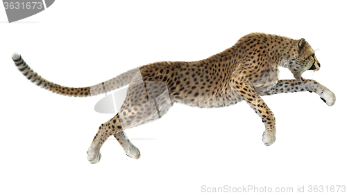 Image of Big Cat Cheetah