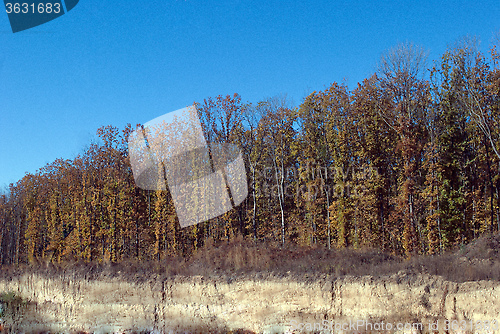 Image of trees with yellow leaves