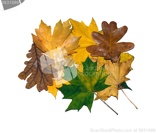 Image of various tree leaves