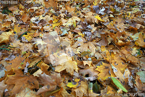 Image of yellow autumn leaves