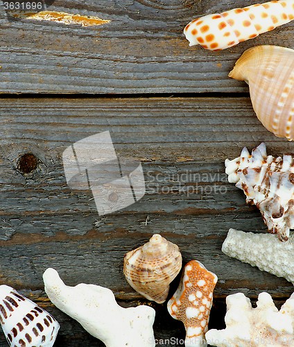 Image of Border of Conch Sea Shell