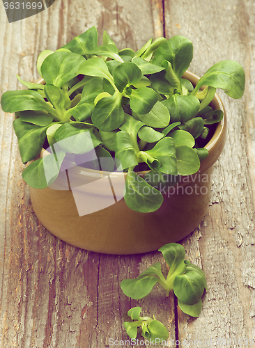 Image of Corn Salad Leaves