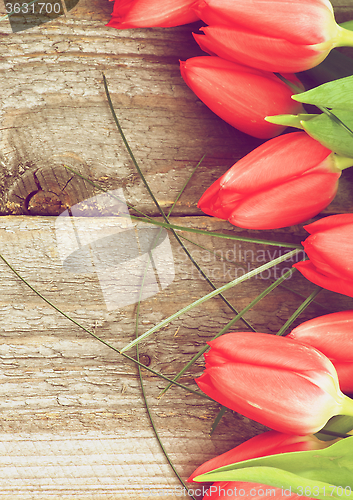 Image of Red Spring Tulips