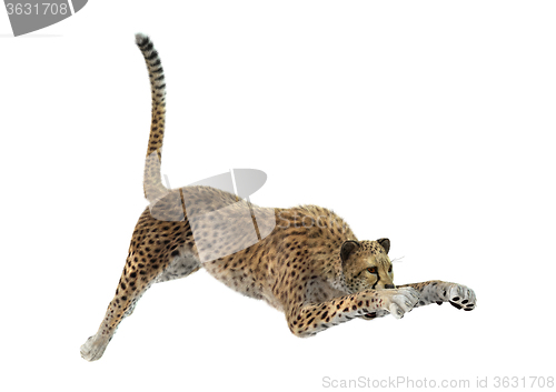 Image of Big Cat Cheetah