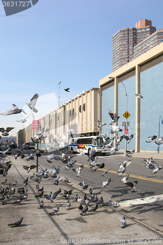 Image of Pigeons in Manhattan