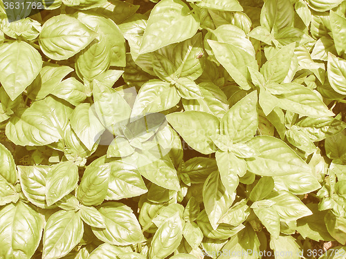 Image of Retro looking Basil