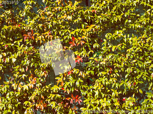 Image of Retro look Green leaves