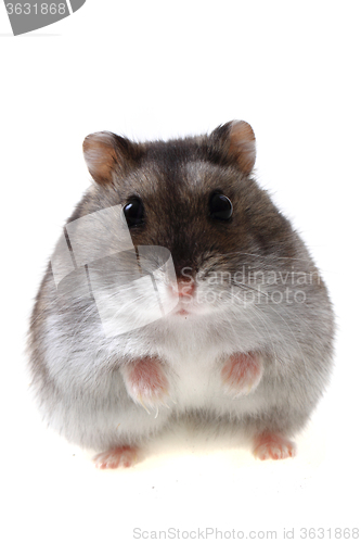 Image of small dzungarian mouse