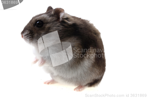 Image of small dzungarian mouse