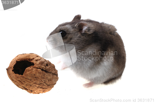 Image of dzungarian mouse and walnut
