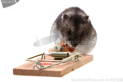 Image of dzungarian mouse in the mousetrap