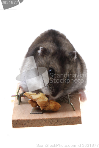 Image of dzungarian mouse in the mousetrap