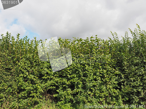 Image of Hazel tree hedgerow