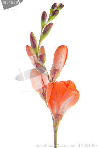 Image of Orange lilies