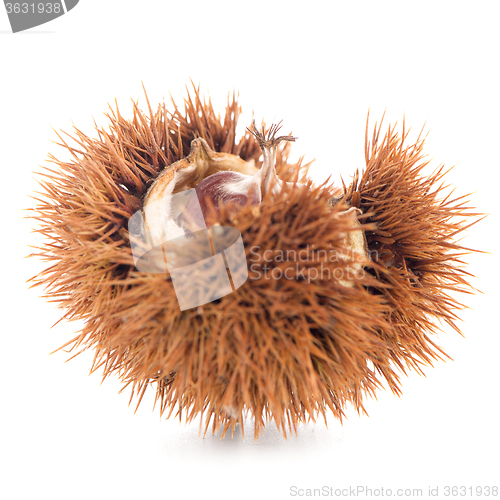 Image of Chestnuts with shell 