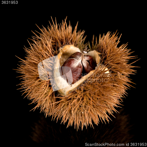 Image of Chestnuts on a black reflective background