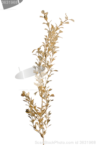 Image of Golden Christmas decoration branches