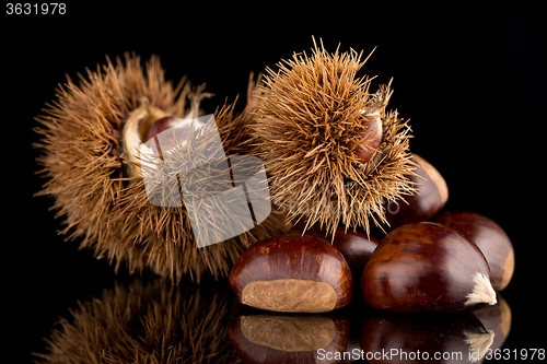 Image of Chestnuts on a black reflective background