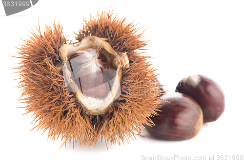 Image of Chestnuts with shell 