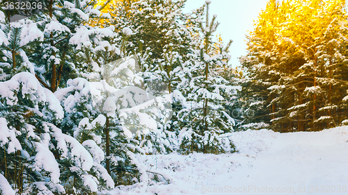 Image of Winter landscape