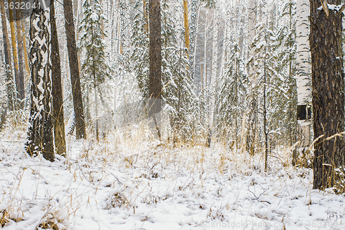 Image of Winter landscape